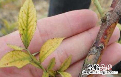 蓝莓常见病害原因分析及图解! 蓝莓常见的病毒性病害防治方法