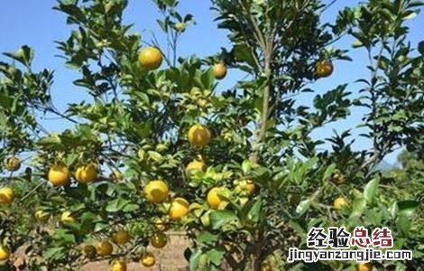橙子采果后管理技术 橙子采果后管理技术有哪些