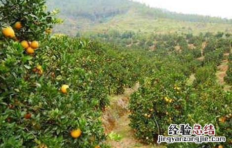 橙子采果后管理技术 橙子采果后管理技术有哪些