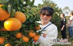 橙子采果后管理技术 橙子采果后管理技术有哪些