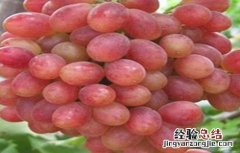 葡萄种类有哪些? 葡萄种类有哪些