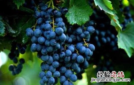 葡萄种类有哪些? 葡萄种类有哪些