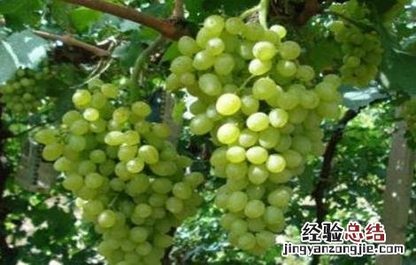 葡萄种类有哪些? 葡萄种类有哪些