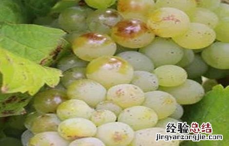 葡萄种类有哪些? 葡萄种类有哪些