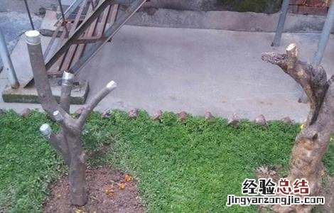 石榴树怎么修剪结果多 石榴树怎么修剪结果多