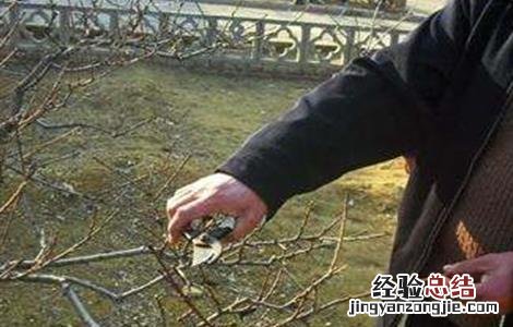 石榴树怎么修剪结果多 石榴树怎么修剪结果多