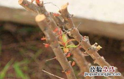 石榴树怎么修剪结果多 石榴树怎么修剪结果多