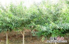 石榴树怎么修剪结果多 石榴树怎么修剪结果多