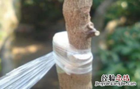 各种果树嫁接时间 果树嫁接时间与方法