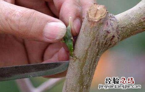 各种果树嫁接时间 果树嫁接时间与方法