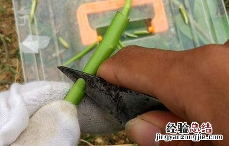 各种果树嫁接时间 果树嫁接时间与方法