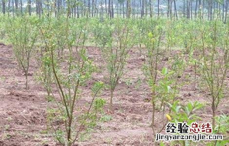 盆栽石榴移栽时间和方法 石榴移植时间和方法