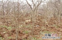 盆栽石榴移栽时间和方法 石榴移植时间和方法