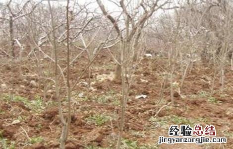 盆栽石榴移栽时间和方法 石榴移植时间和方法