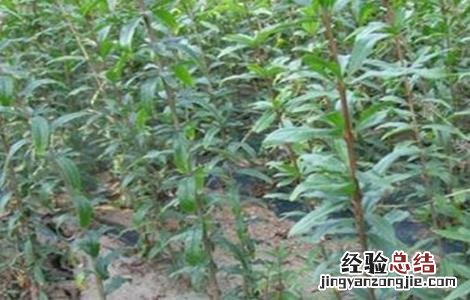 盆栽石榴移栽时间和方法 石榴移植时间和方法