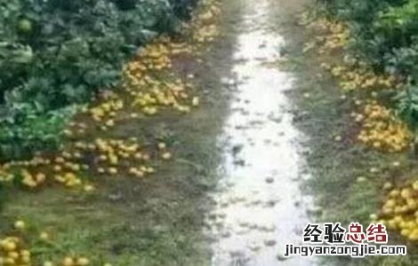 柑橘采收前落果怎么办 柑橘采果后如何管理