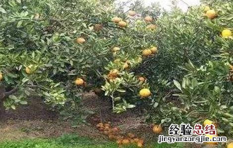 柑橘采收前落果怎么办 柑橘采果后如何管理