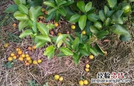 柑橘采收前落果怎么办 柑橘采果后如何管理