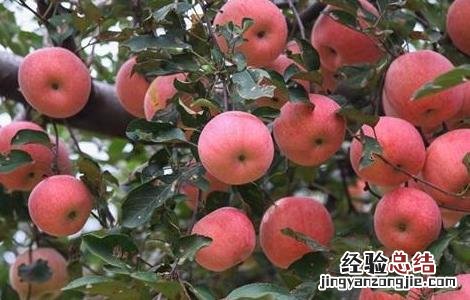 冬季苹果园管理技术 苹果园夏季管理技术要点