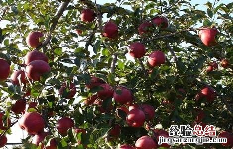 冬季苹果园管理技术 苹果园夏季管理技术要点
