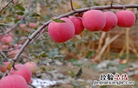 冬季苹果园管理技术 苹果园夏季管理技术要点