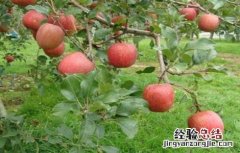 冬季苹果园管理技术 苹果园夏季管理技术要点