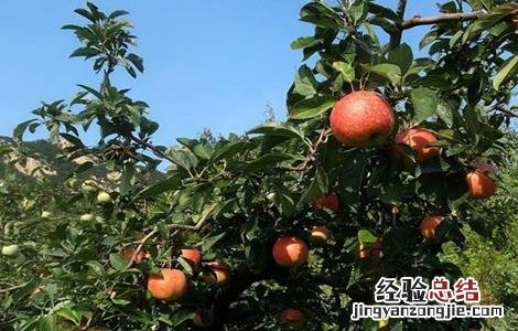 冬季苹果园管理技术 苹果园夏季管理技术要点