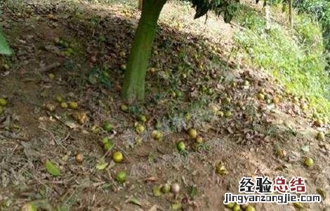 柑橘采收前异常落果怎么办 柑橘采果后快速恢复树势