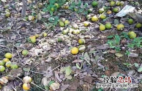 柑橘采收前异常落果怎么办 柑橘采果后快速恢复树势