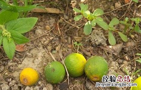 柑橘采收前异常落果怎么办 柑橘采果后快速恢复树势