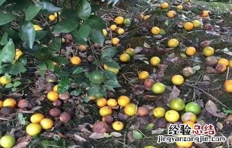 柑橘采收前异常落果怎么办 柑橘采果后快速恢复树势
