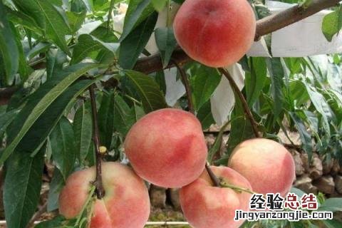 桃树提前落叶是怎么回事 桃树落叶晚是什么原因