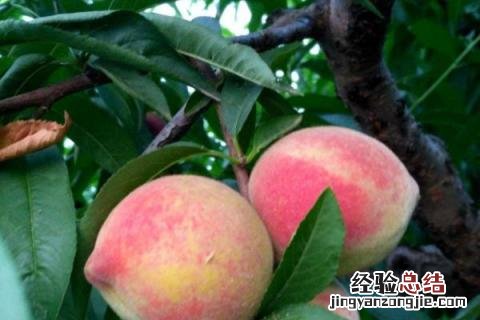 桃树提前落叶是怎么回事 桃树落叶晚是什么原因