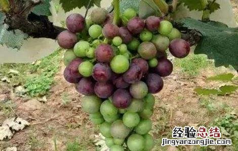 影响葡萄上色的因素 影响葡萄上色的因素是什么