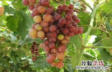 影响葡萄上色的因素 影响葡萄上色的因素是什么