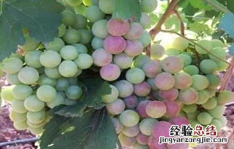 影响葡萄上色的因素 影响葡萄上色的因素是什么
