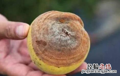黄桃常见病害的防治技术 黄桃常见病害的防治技术与管理
