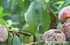 黄桃常见病害的防治技术 黄桃常见病害的防治技术与管理