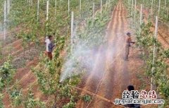夏天给果树打药注意事项 夏天果树喷药注意事项