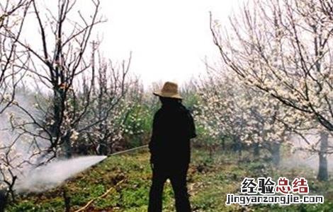 夏天给果树打药注意事项 夏天果树喷药注意事项