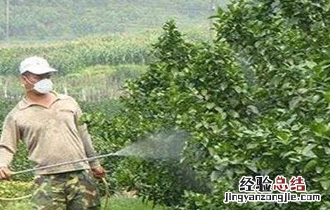 夏天给果树打药注意事项 夏天果树喷药注意事项