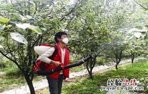 夏天给果树打药注意事项 夏天果树喷药注意事项