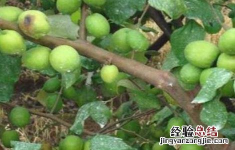 青枣白粉病图片 青枣白粉病防治措施
