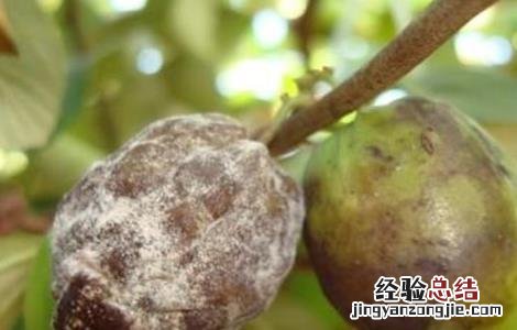 青枣白粉病图片 青枣白粉病防治措施