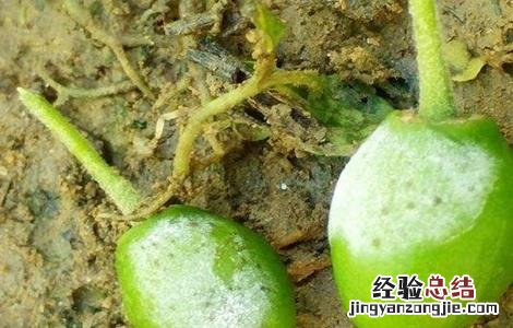 青枣白粉病图片 青枣白粉病防治措施