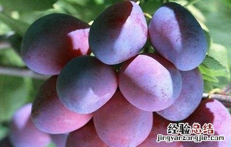乌梅哪个产地最好 乌梅的产地在哪里