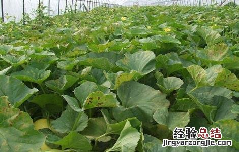 甜瓜定植后管理技术措施 甜瓜定植后管理技术