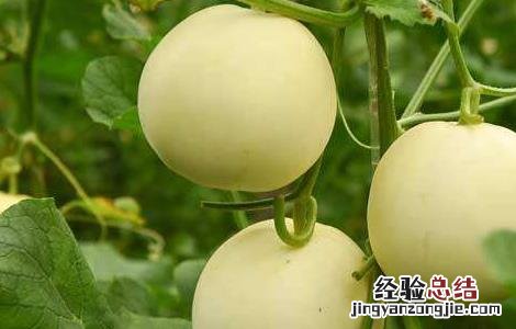 甜瓜定植后管理技术措施 甜瓜定植后管理技术