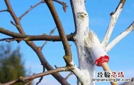 幼龄果树易衰亡的原因及预防措施 果树生长缓慢原因