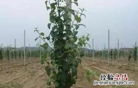 幼龄果树易衰亡的原因及预防措施 果树生长缓慢原因